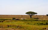 TANZANIA - Serengeti National Park - 023 Seronera Valley